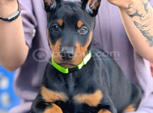 Kulak Kuyruk Estetikli Europan Doberman Yavrular görsel