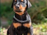 Kulak Kuyruk Estetikli Europan Doberman Yavrular
