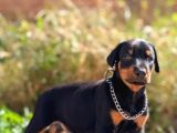 Kulak kuyruk estetikli europan doberman yavrular