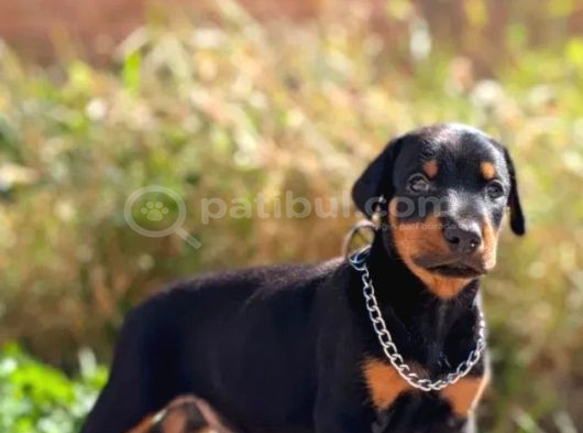 Kulak Kuyruk Estetikli Europan Doberman Yavrular