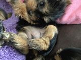 Yavru Yorkshire Terrier