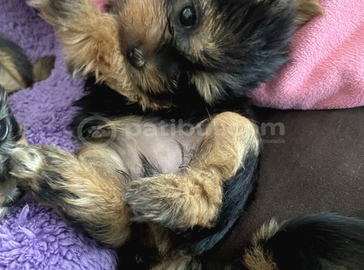 Yavru Yorkshire Terrier görsel