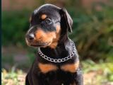 Kulak Kuyruk Estetikli Europan Doberman Yavrular