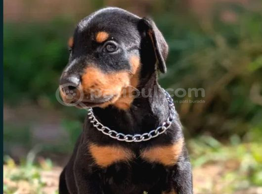 Kulak Kuyruk Estetikli Europan Doberman Yavrular görsel