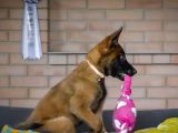 Malinois Kurt