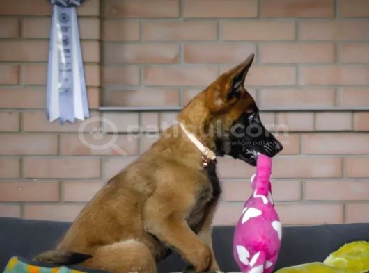 Malinois Kurt görsel
