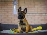 Malinois Kurt