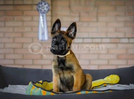 Malinois Kurt görsel