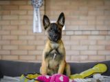 Malinois Kurt