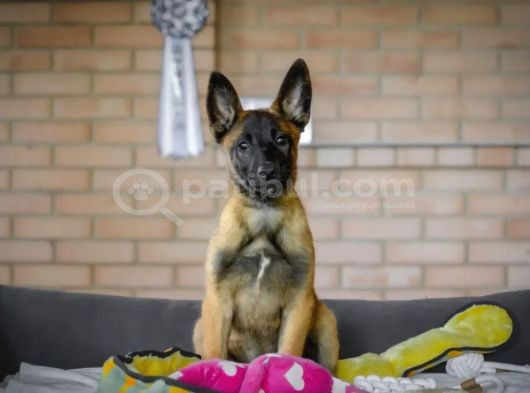 Malinois Kurt görsel