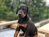 King Doberman Yavrular