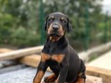 King Doberman Yavrular