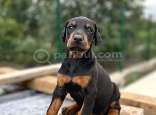 King Doberman Yavrular görsel