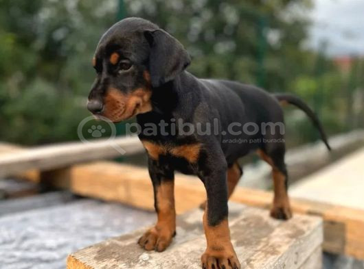 King Doberman Yavrular