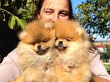 Çiftlikten A Kalite Pomeranian Boo Tüm Renkler Teddy Bear