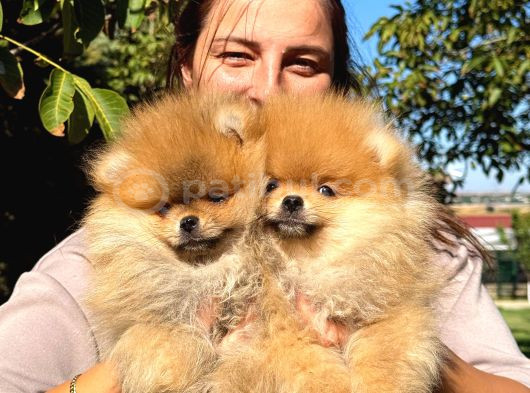 Çiftlikten A Kalite Pomeranian Boo Tüm Renkler Teddy Bear