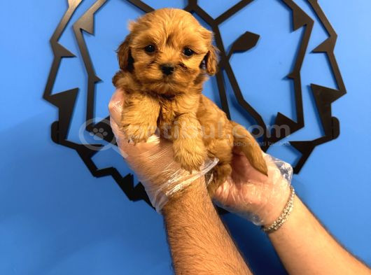 Kore Surat Malti̇poo Yavrularimiz görsel