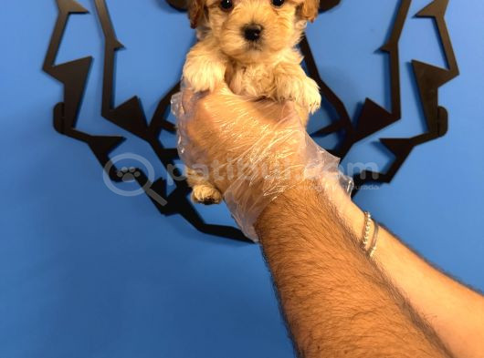 Kore Surat Malti̇poo Yavrularimiz görsel