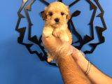Kore Surat Malti̇poo Yavrularimiz