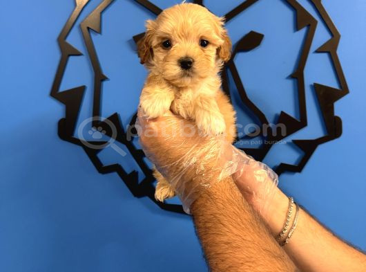 Kore Surat Malti̇poo Yavrularimiz görsel