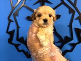 KORE SURAT MALTİPOO YAVRULARIMIZ