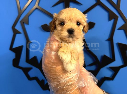 KORE SURAT MALTİPOO YAVRULARIMIZ