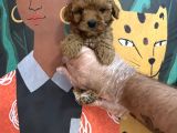 Irk Garanti̇li̇ Toy Poodle Yavrularimiz