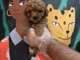 Irk Garanti̇li̇ Toy Poodle Yavrularimiz