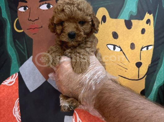 Irk Garanti̇li̇ Toy Poodle Yavrularimiz görsel