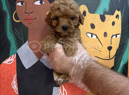 IRK GARANTİLİ TOY POODLE YAVRULARIMIZ