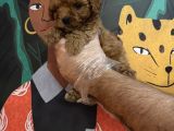 Irk Garanti̇li̇ Toy Poodle Yavrularimiz