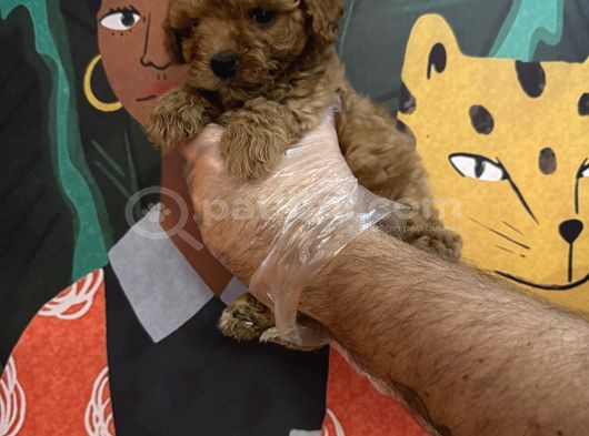 Irk Garanti̇li̇ Toy Poodle Yavrularimiz görsel