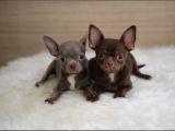 CHOCOLATE VE BLUE CHİHUAHUA YAVRULARI