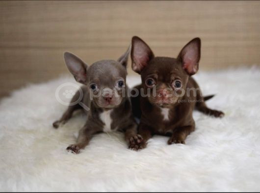 Chocolate Ve Blue Chi̇huahua Yavrulari