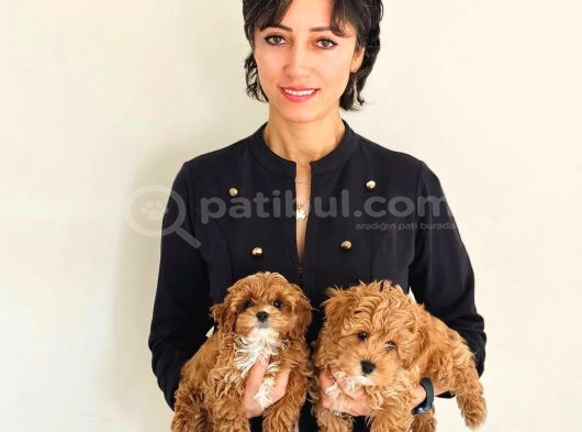 SCRLİ BABADAN EV ÜRETİMİ  F3 MALTİPOO YAVRULARIMIZ