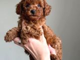 Labubu Güzelliğinde Toypoodle