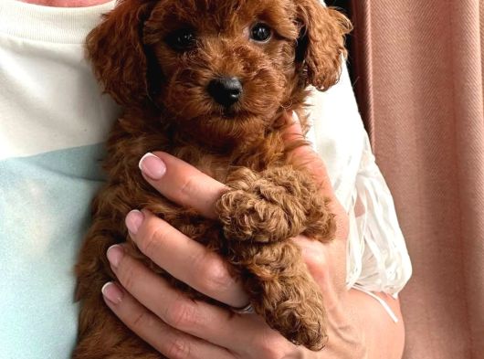 Labubu Güzelliğinde Toypoodle görsel