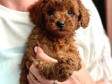 labubu güzelliğinde toypoodle