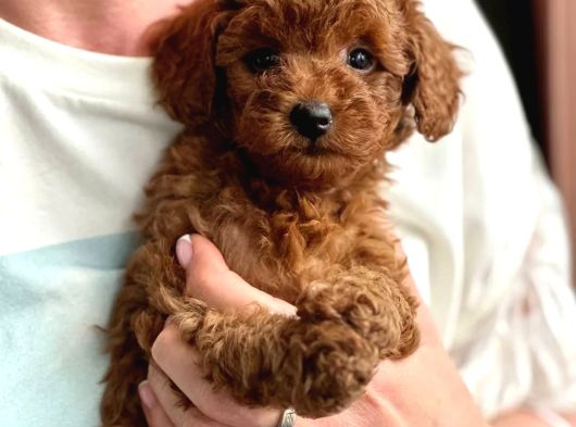 Labubu Güzelliğinde Toypoodle