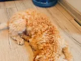 6 Aylik Erkek Toy Poodle