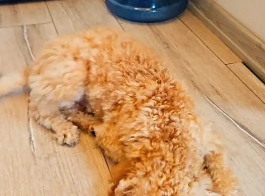 6 Aylik Erkek Toy Poodle görsel