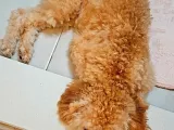 6 Aylik Erkek Toy Poodle