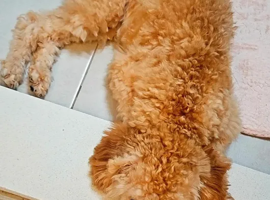 6 Aylik Erkek Toy Poodle görsel