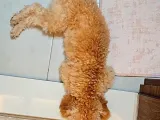 6 Aylik Erkek Toy Poodle