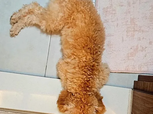 6 Aylik Erkek Toy Poodle görsel