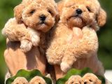Tüy Dökmeyen Teacup Maltipoo Güzelliği
