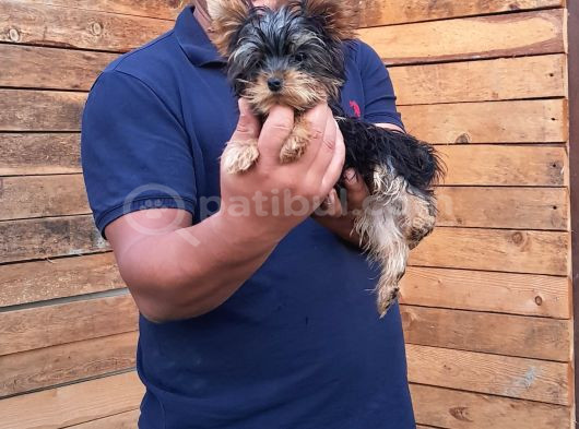Tea Cup Yorkshire Terrier Yavrularımız Burkemden