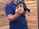 Tea Cup Yorkshire Terrier Yavrularımız Burkemden