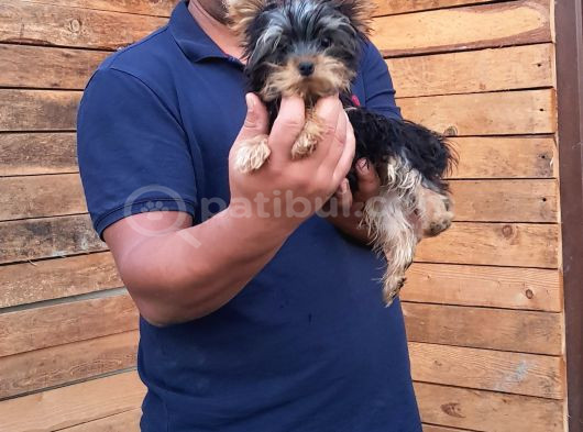 Tea Cup Yorkshire Terrier Yavrularımız Burkemden görsel
