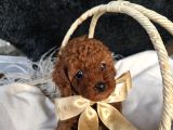 Toy Poodle Yavrular